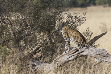 Leopard watching and resting on dead tree in Botswana Africa