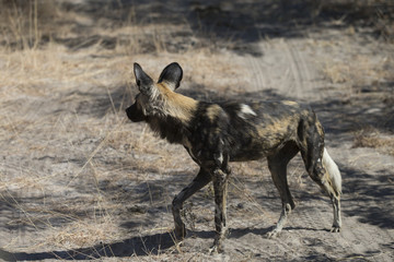 Wild Dogs in Savuti Botswana Africa