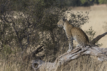 Leopard watching and resting on dead tree in Botswana Africa