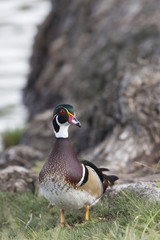 Male Wood Duck