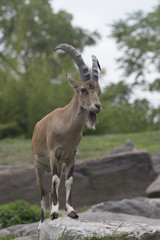 Nubian Ibex in zoo in USA