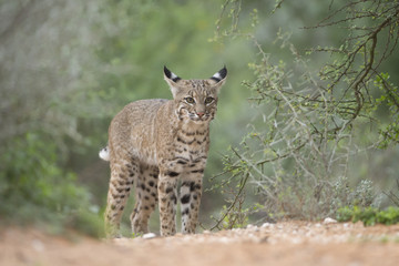 Wild Bobcat at watering hole in Rio Grande valley of texas