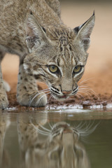 Obraz premium Wild Bobcat at watering hole in Rio Grande valley of texas