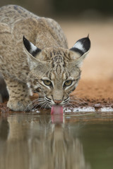 Wild Bobcat at watering hole in Rio Grande valley of texas