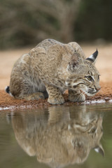 Wild Bobcat at watering hole in Rio Grande valley of texas