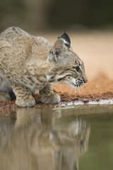 Bobcat drinking from pond