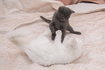 Little gray kitten playing with a white cat.