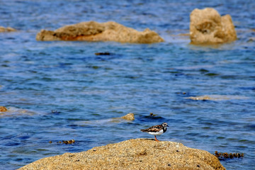 coastline brittany france summer