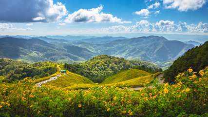 Landscape sunshine nature flower Tung Bua Tong Mexican sunflower in Mae Hong Son)
Tung Bua Tong, Mexican sunflower under blue sky at MaeHongSon, Thailand
Yellow flowers hill, mountain. - obrazy, fototapety, plakaty