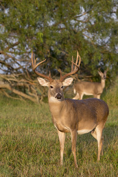 White-tailed Deer In Texas State Park