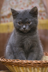 Little gray kitten sitting in a wicker basket.