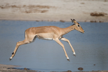 Impala around waterhole