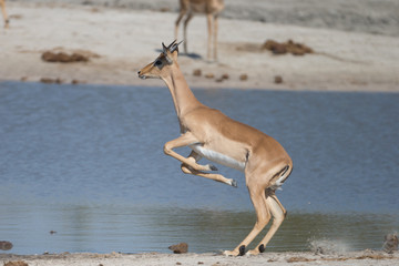 Impala around waterhole