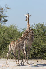 Angolan giraffes, also known as Namibian giraffes in Savuti Area of Botswana Africa