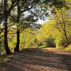 Naklejka premium Autunno
