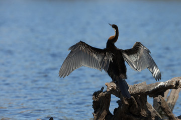 African Darter spreading wings on river in Botswana Africa