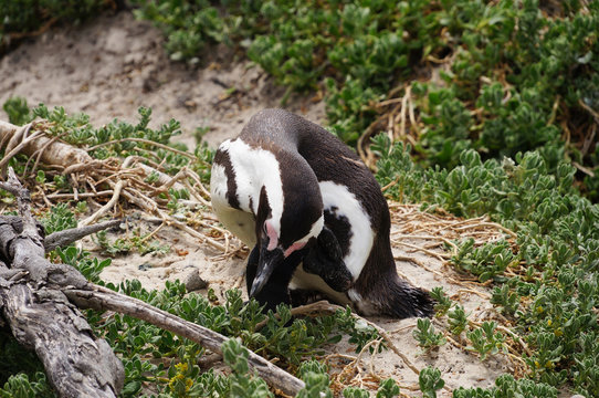 Cute penguin at Boulders Beach,South Africa.