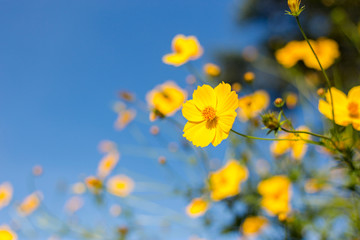Mexican sunflower Amazing view with green grass and blue sky lan