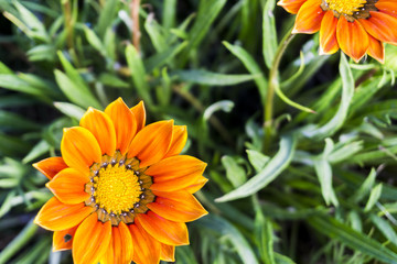 General landscape around Mt Bromo, Indonesia