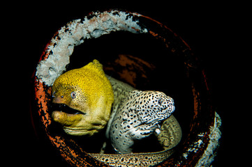 Moray eels