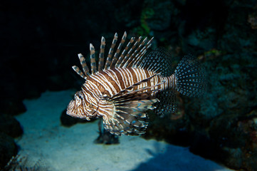 Naklejka na ściany i meble The red lionfish is a venomous coral reef fish