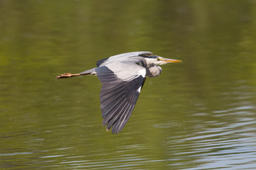 Portrait of grey heron (Ardea cinerea) in flight