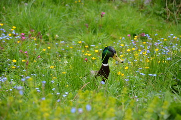 duckhead in grass