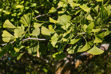 closeup of ginkgo biloba tree with fresh leaves in springtime