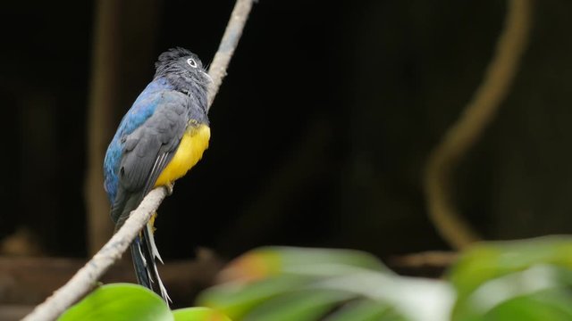Green-backed Trogan bird. Exotic animal