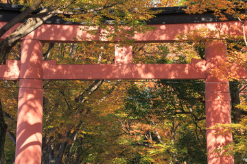 Fototapeta na wymiar Autumnal leaves and shrine torii