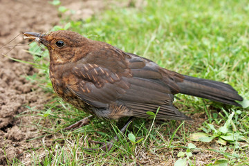 Thrush chick,young bird eating mosquito.
