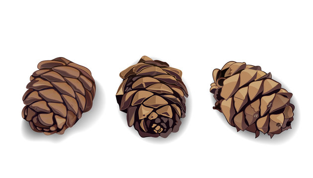 Cone icons set for your design. Pinecone. Pine cone. Fir-cone. Fir cone. Realistic vector illustration isolated on white background