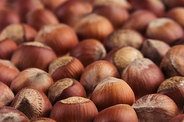 Hazelnut background. Pile of selected hazel close-up. For vegetarians.