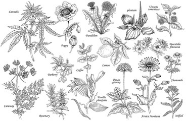 Vector set of medicinal plants. © marinavorona