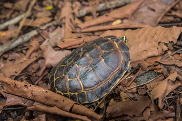 Eastern Long-necked Turtle sitting next to a wetland in Thailand