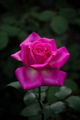 Beautiful pink rose on dark green background