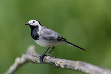 Portrait of white wagtail (Motacilla alba alba)