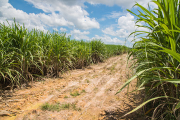 Fresh sugarcane field in garden,sugarcane field in Thailand