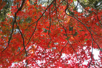 A red maple that covers the sky