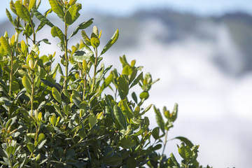 General landscape around Mt Bromo, Indonesia