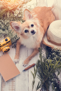 cute chihuahua brown dog sitting relax with flower notebook came
