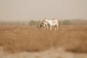 Papier Peint photo Lavable Âne wild ass in the desert little rann of kutch, males fight, mating time, little rann of kutch, nature habitat, indian gujarat, indian wildlife, very rare species
