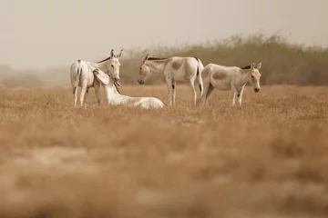 Cercles muraux Âne wild ass in the desert little rann of kutch, males fight, mating time, little rann of kutch, nature habitat, indian gujarat, indian wildlife, very rare species