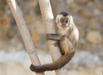 Young capuchin monkey