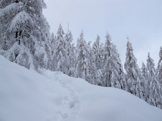 Winter Wanderweg Schneeschuh