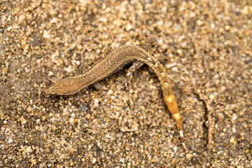 undetermined gecko, Masoala National Park, Madagascar