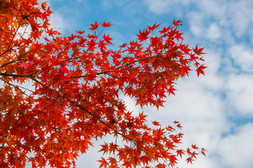 Momiji tree in autumn, Japan