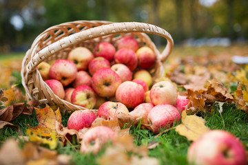 wicker basket of ripe red apples at autumn garden
