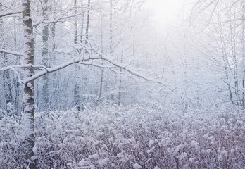 winter forest lanscape - trees covered with snow 