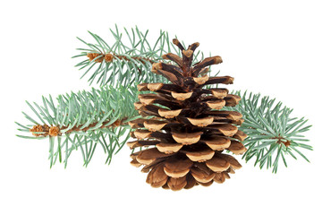 Fototapeta na wymiar Blue spruce twig with cone isolated on a white background. Chris